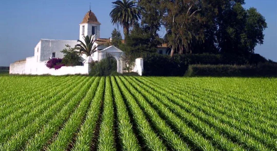 西班牙“白金”豆乳饮料欧洽塔（horchata）与中国豆浆