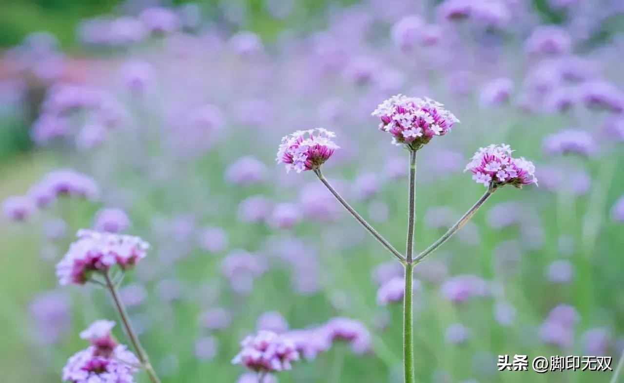 《梦是怎样飞扬的》第十八章夜雨晨霜(11)