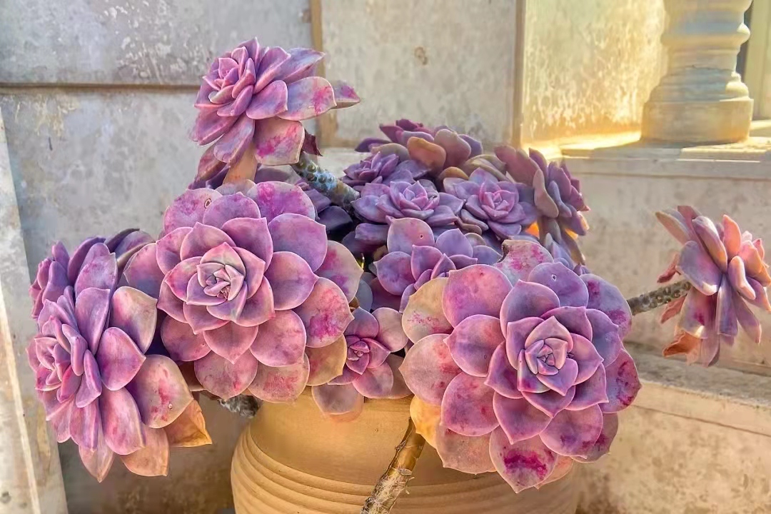 便宜又好养的5种多肉,皮实好养容易出状态的多肉有哪些
