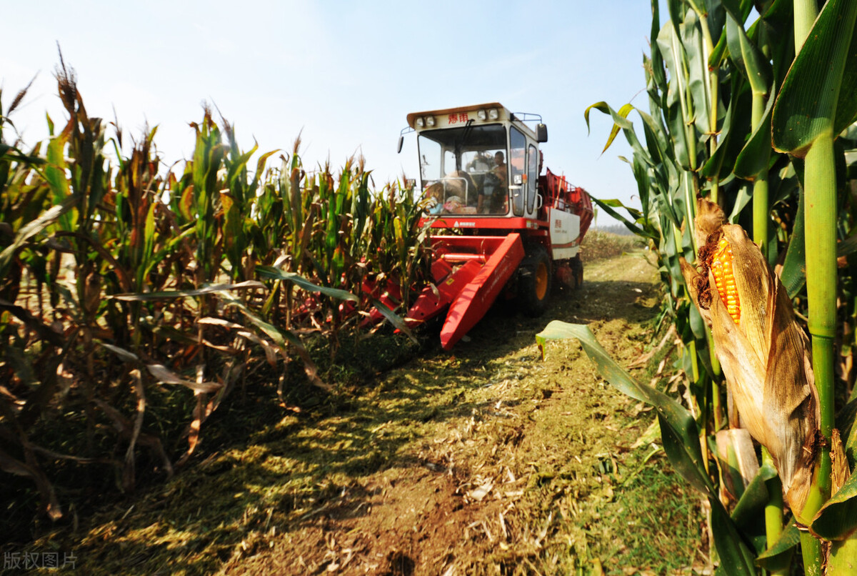 雷沃谷神玉米收割机好还是英虎好,雷沃四行玉米收获机价格
