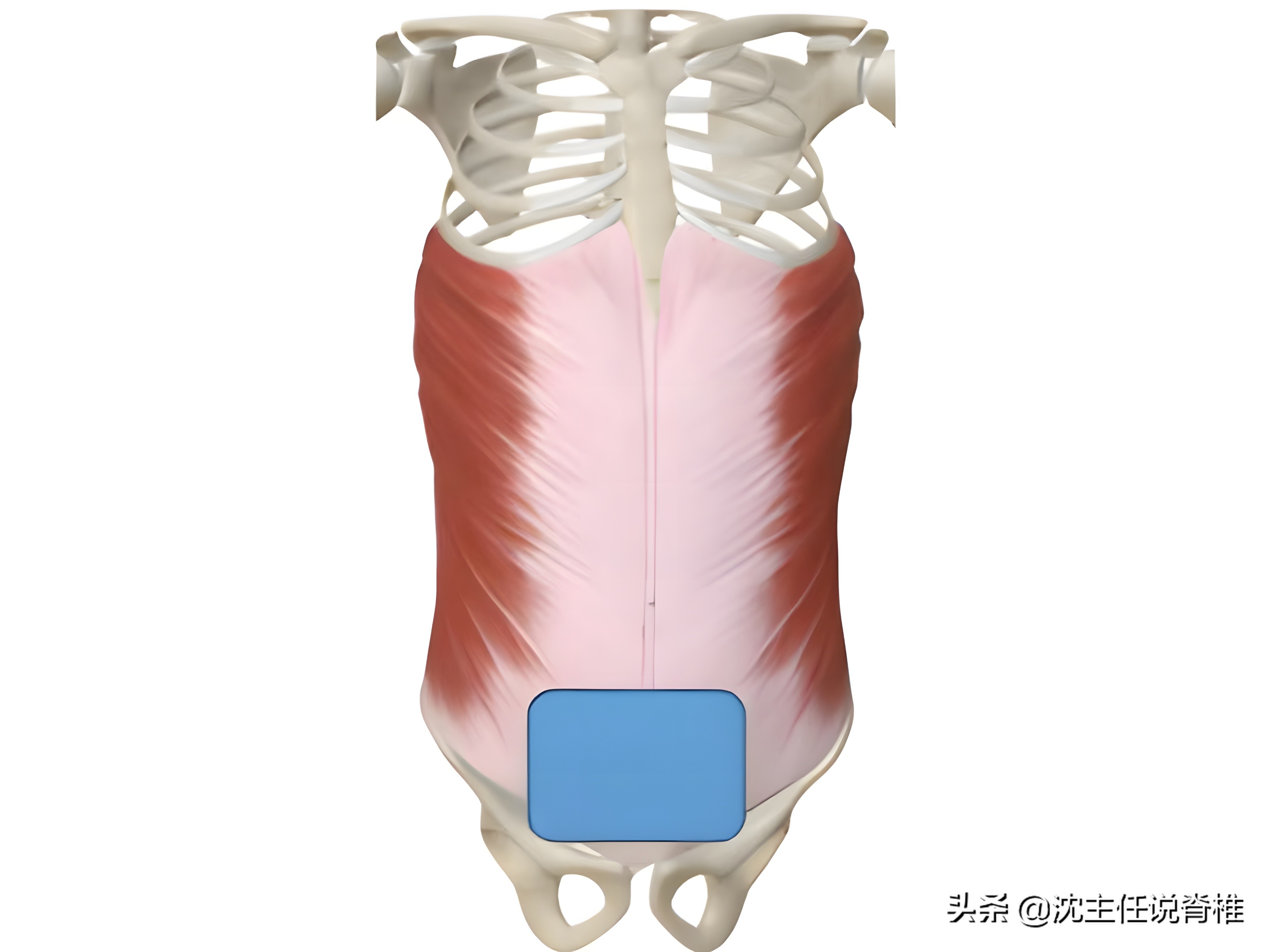 产后一年上腹部突出怎么恢复,产后小腹难瘦怎么办