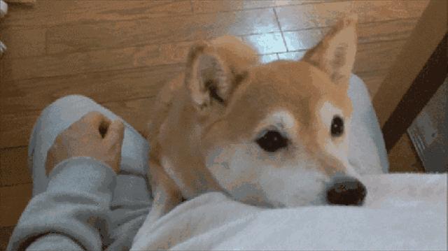 如何挑小狗不会挑到病狗,狗市挑狗的注意事项