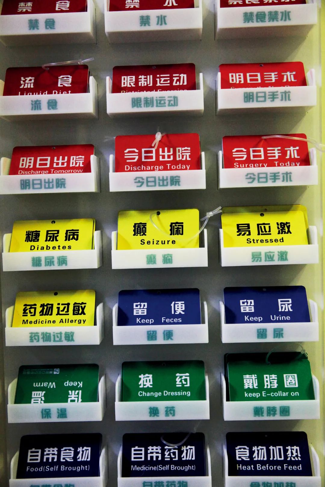 因为医药费抛弃宠物,因为治疗费用原因家属放弃治疗