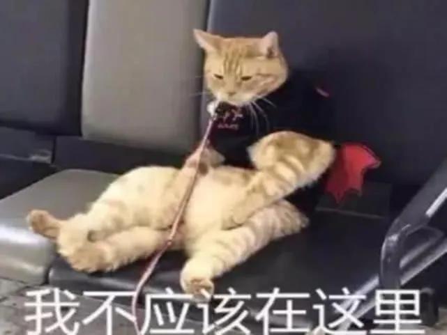 吃了驱虫药之后却没有拉虫子出来,吃了驱虫药没有任何反应