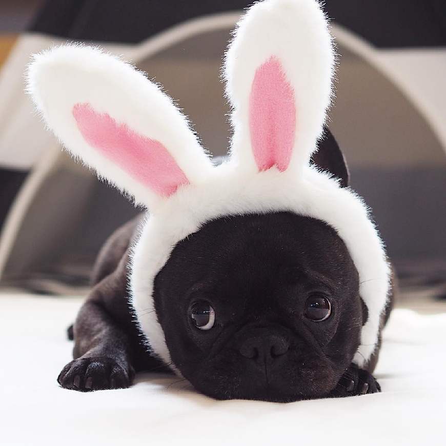 养法斗的十大好处,为啥大多数法斗养到一岁多就抛弃