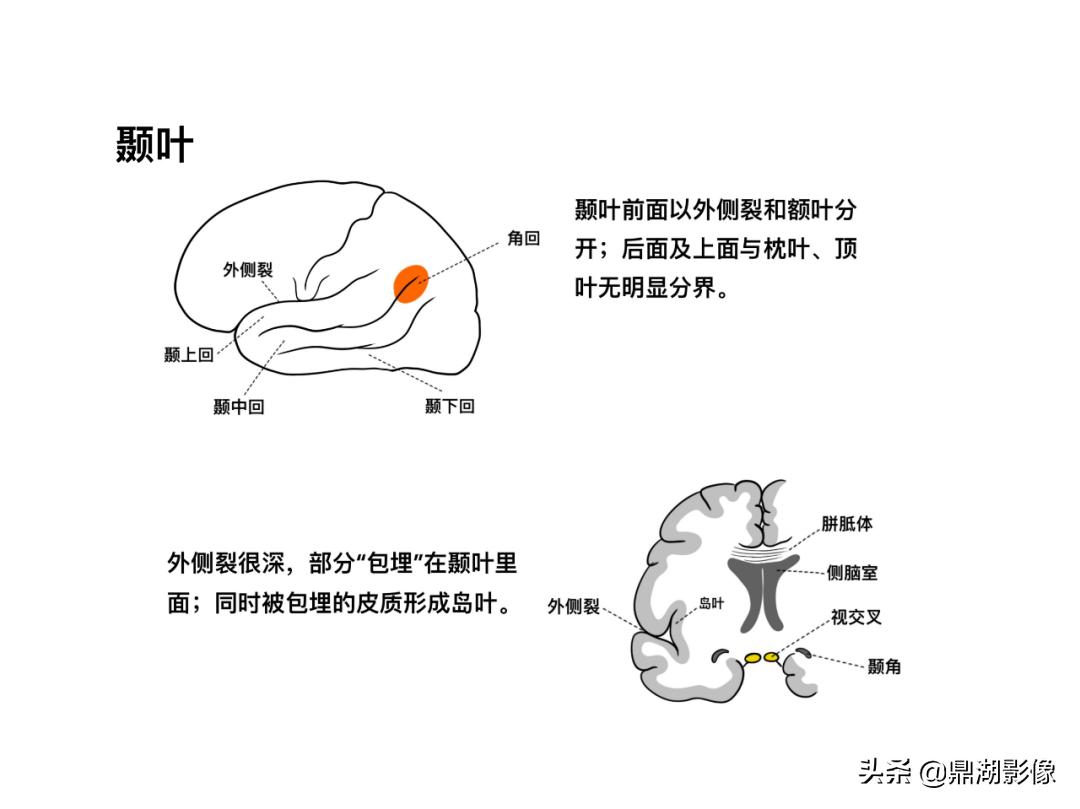 大脑皮层的解剖与定位,大脑解剖学习绘图笔记