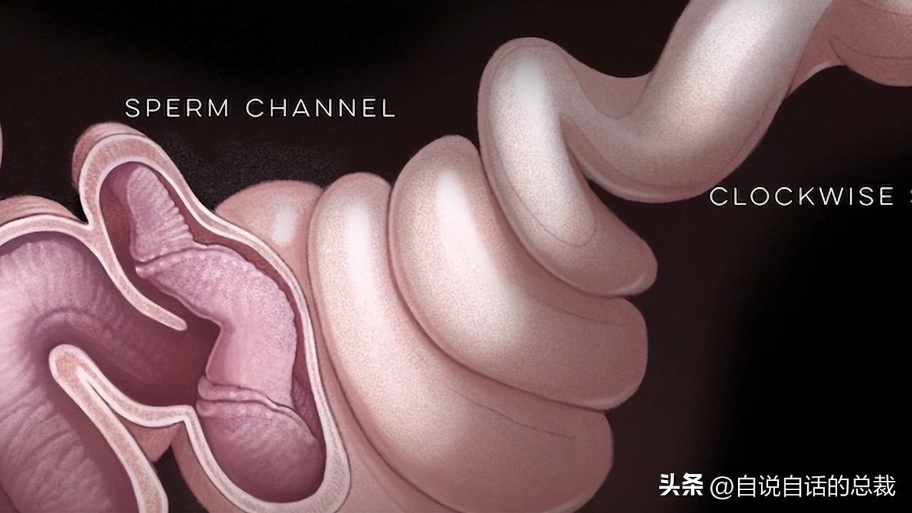 鸭：一鸭战四虎？弹射胜航母？鸭子的真相，也许超乎你的想象