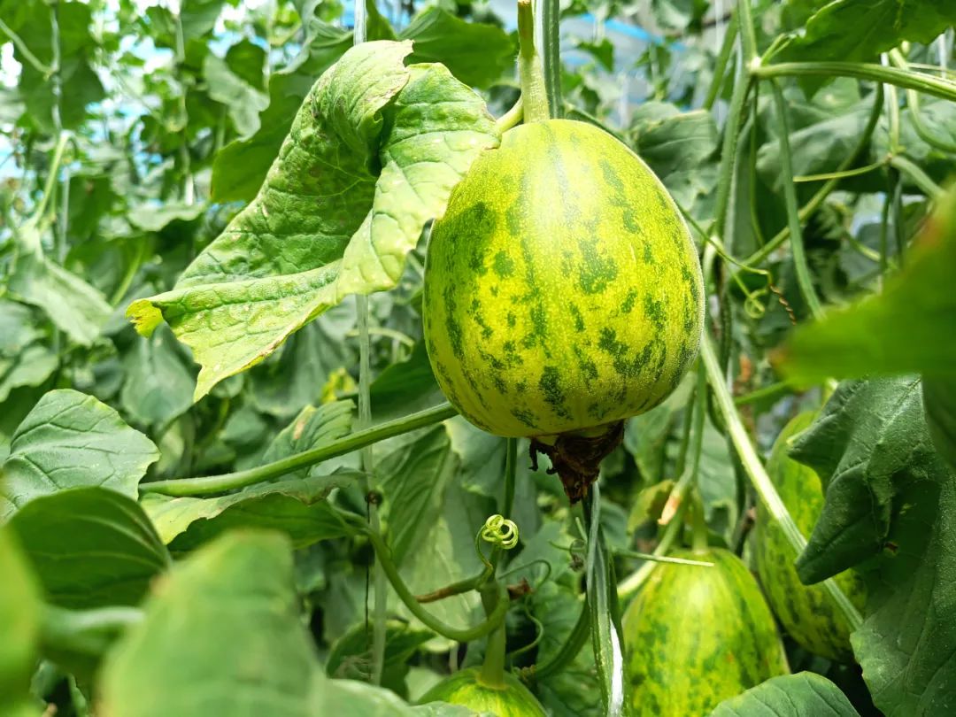 乐亭必去十大景点免费,去唐山乐亭