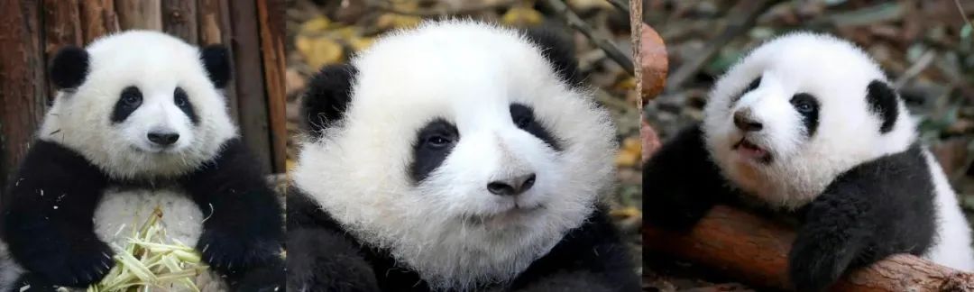 丫丫目前回国的样子,丫丫回国是好事还是坏事