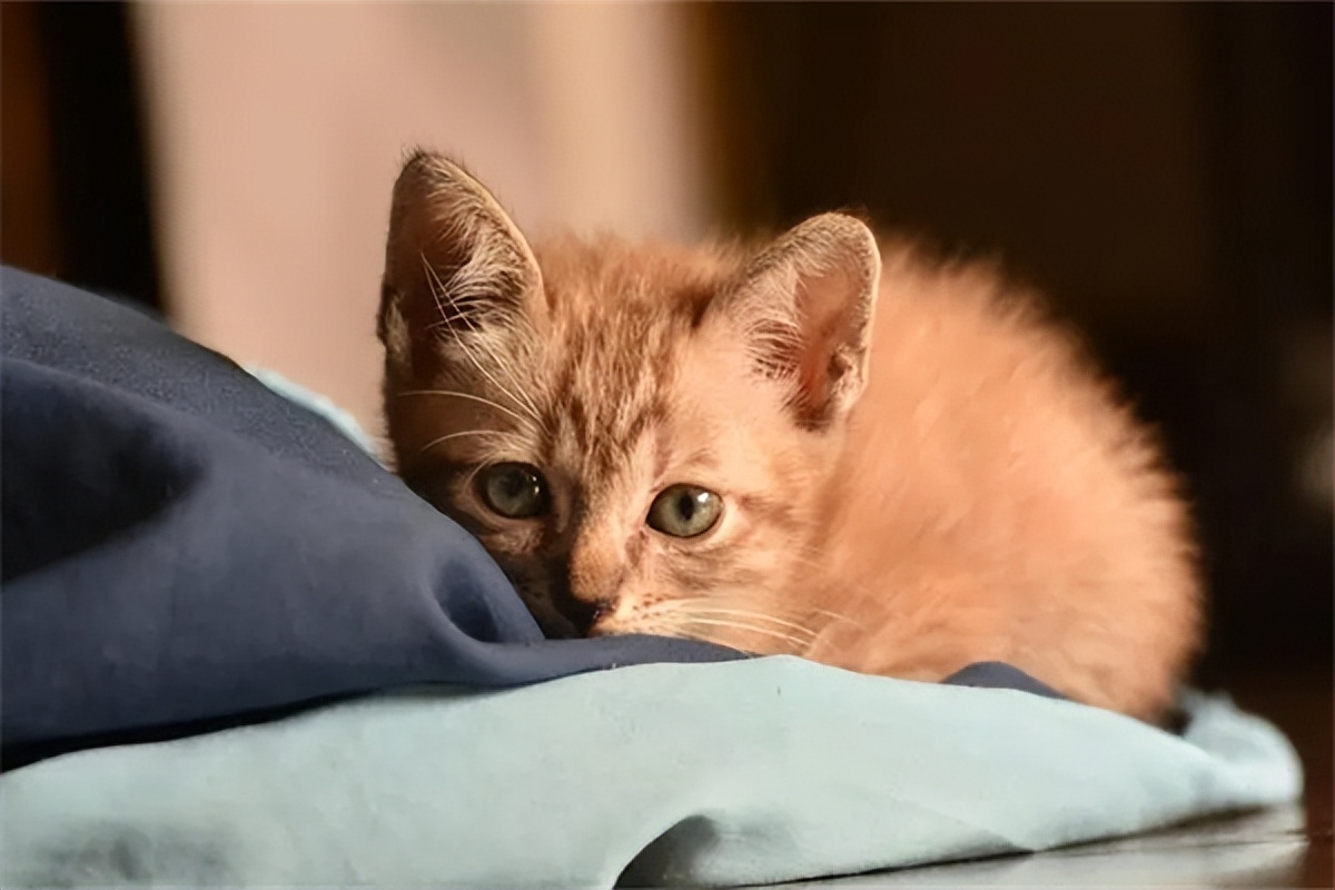 普安特幼猫体外驱虫剂量,猫咪普安特体外驱虫