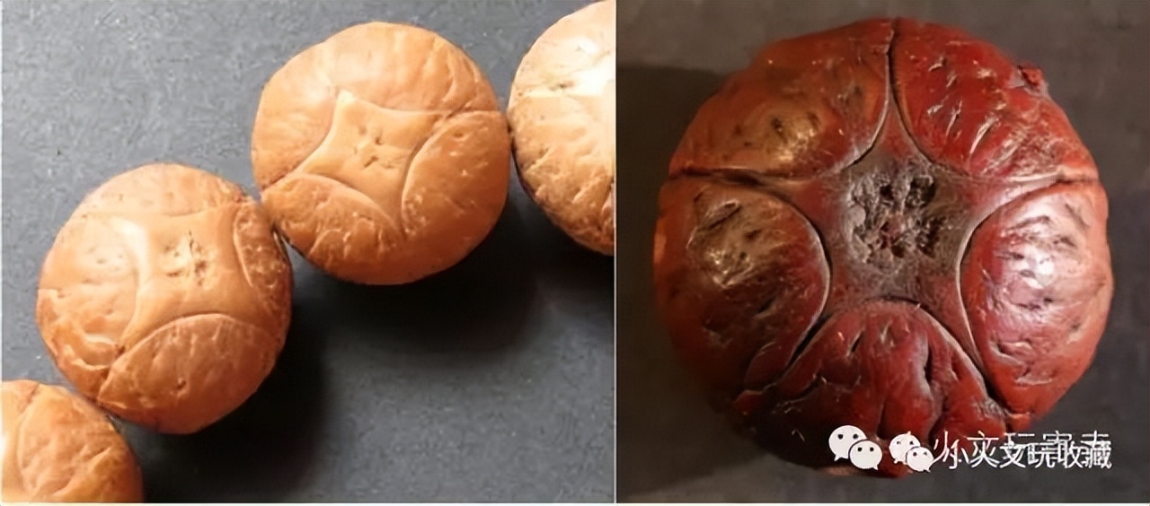 凤眼菩提2022,2023凤眼菩提