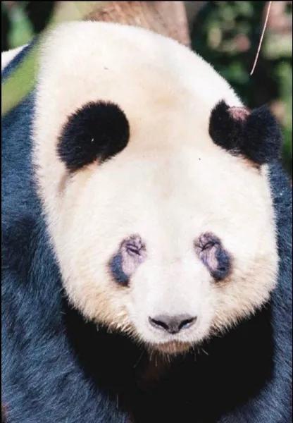 熊猫界几大家族,熊猫的种类有多少种