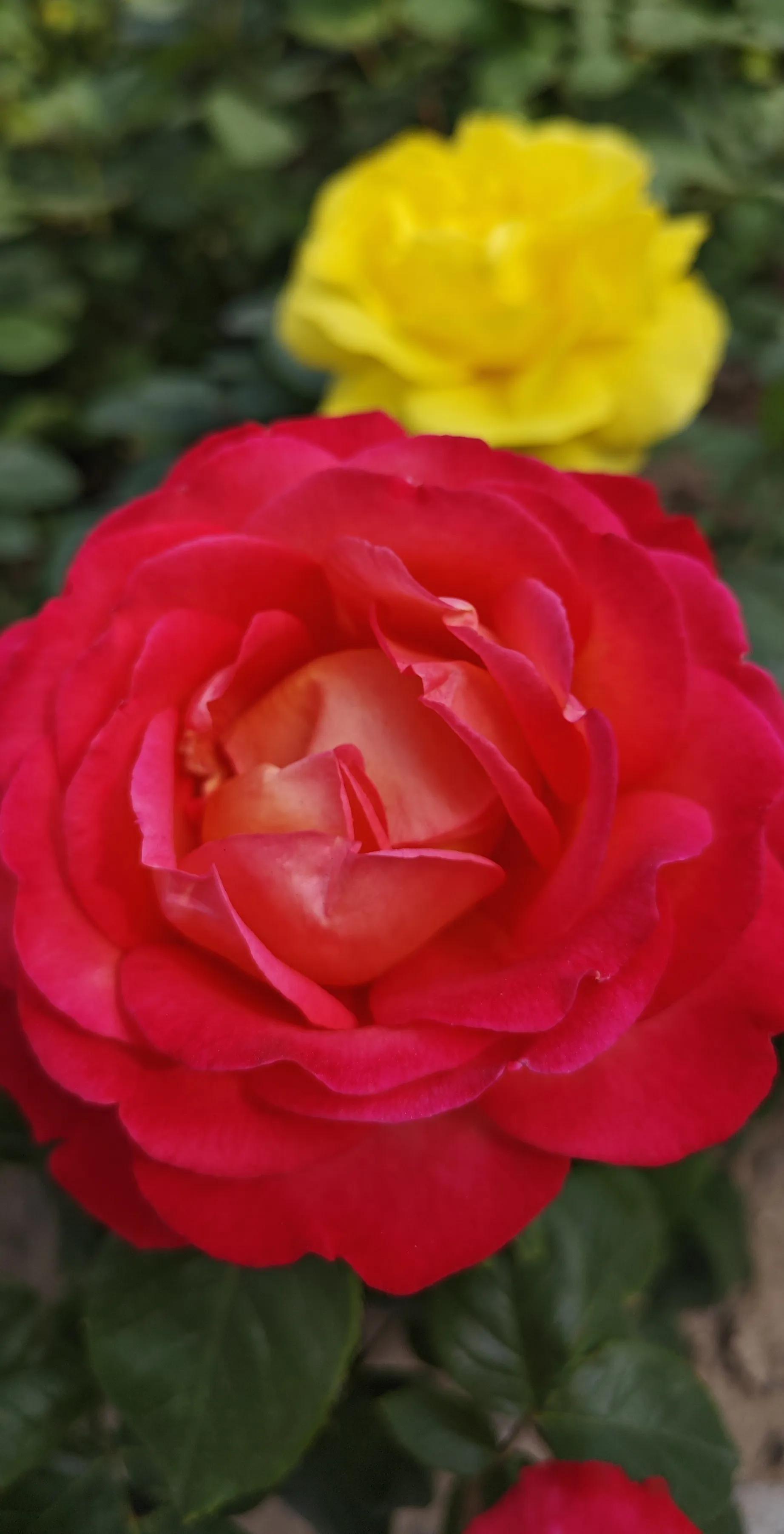 春天的月季花的描写,春天的月季花是什么颜色