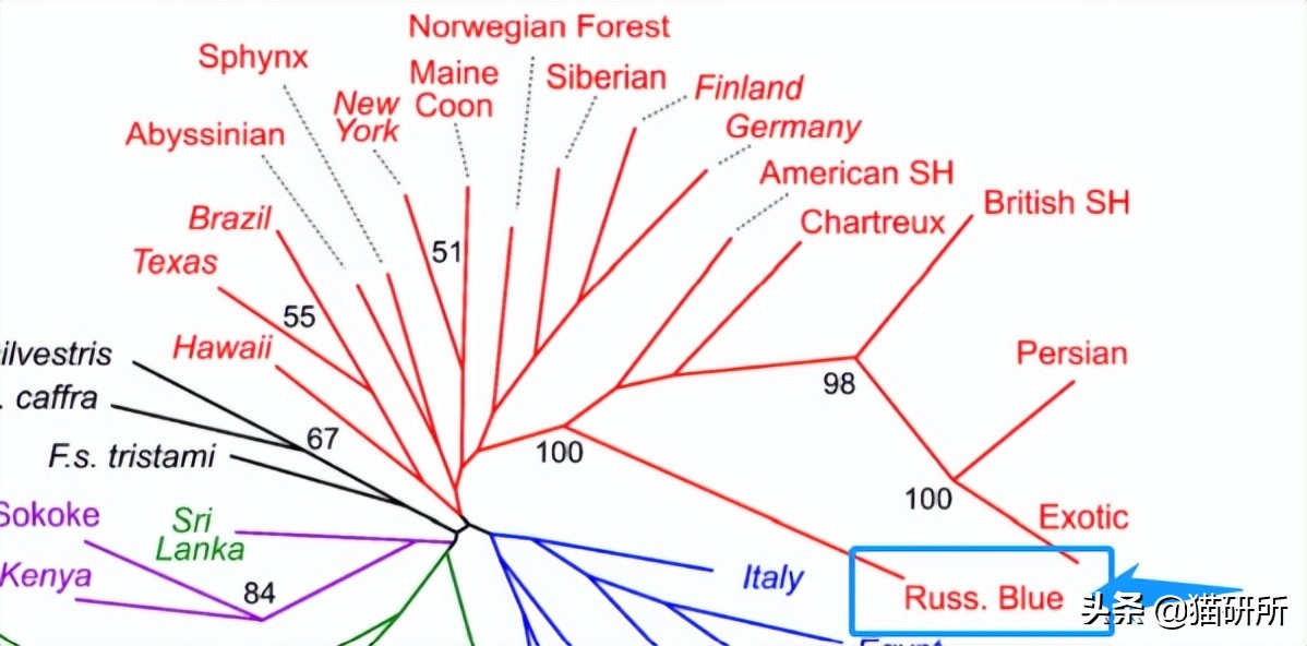 什么猫咪和英短合得来,猫咪长毛英短怎么区分公母