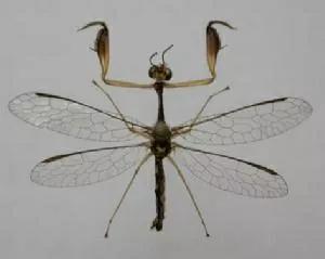 螳螂吃掉自己丈夫的头,螳螂为什么吃掉配偶螳螂吃蛇