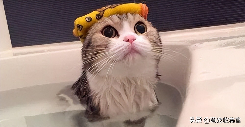 猫洗澡毛没吹干怎么办,猫害怕洗澡的形状