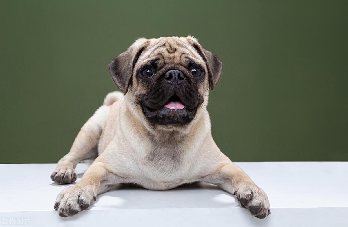 本地土狗哪些品种比较过大众一点,中国土狗都有哪些