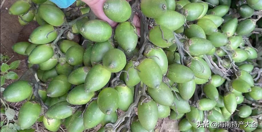 今天海南槟榔价格,海南槟榔最新价格