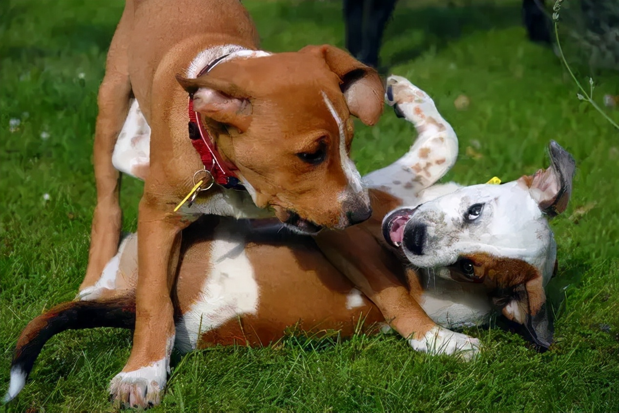 母狗的生理期怎么帮它度过,母狗生理期的养护