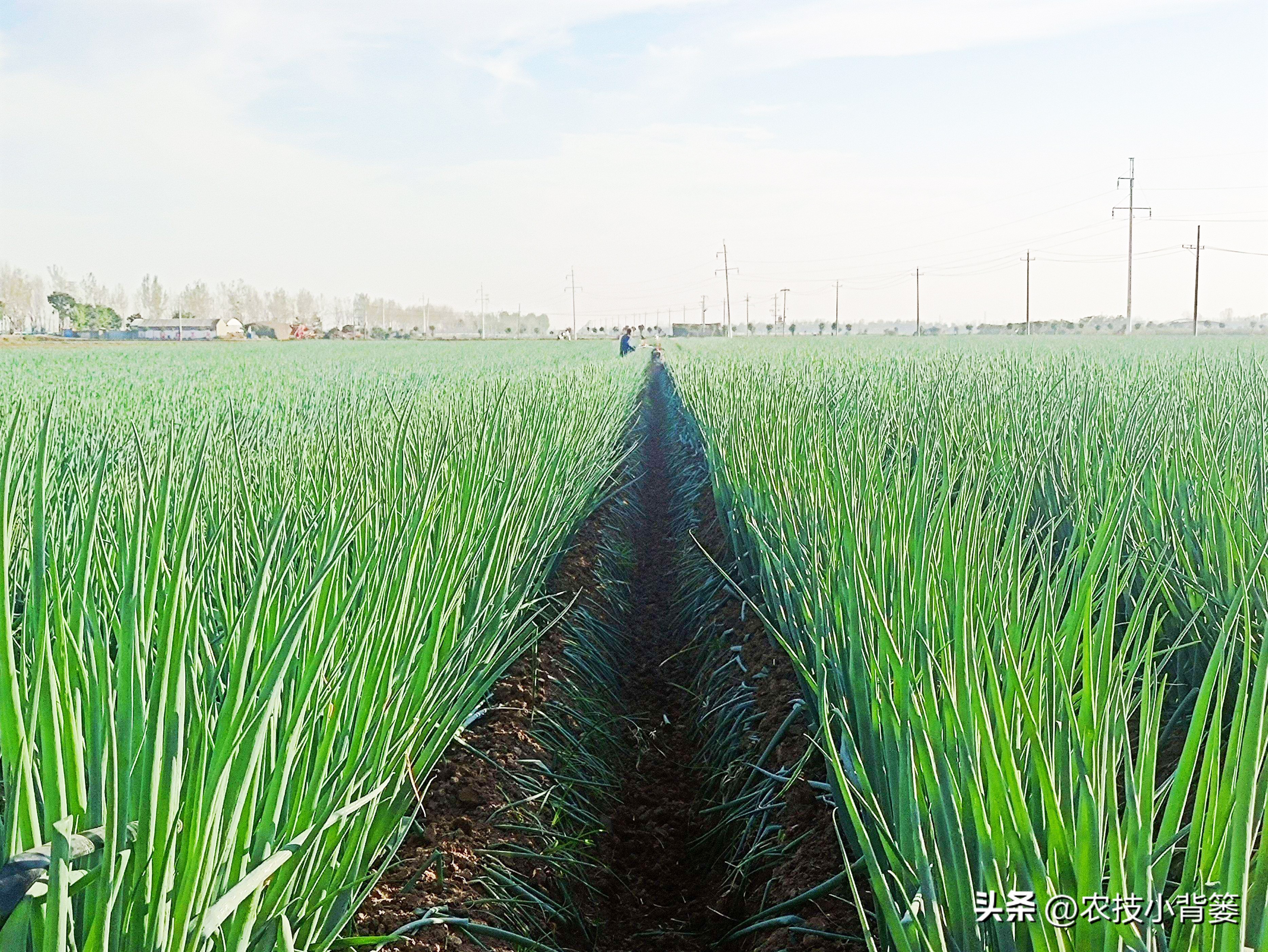 小香葱的种植方法与时间,小香葱播种多久可以采收