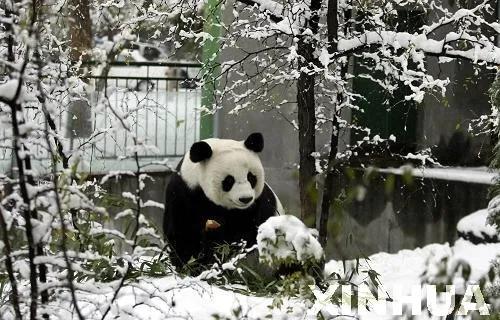 熊猫界几大家族,熊猫的种类有多少种