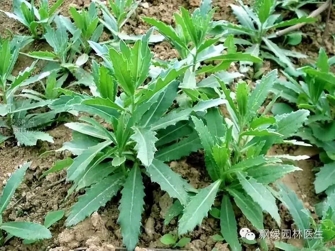 草坪杂草的防除方法,草坪杂草的物理防除