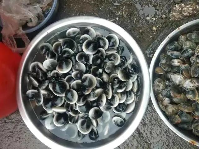 这个季节适合吃的小海鲜,春季肥美的小海鲜