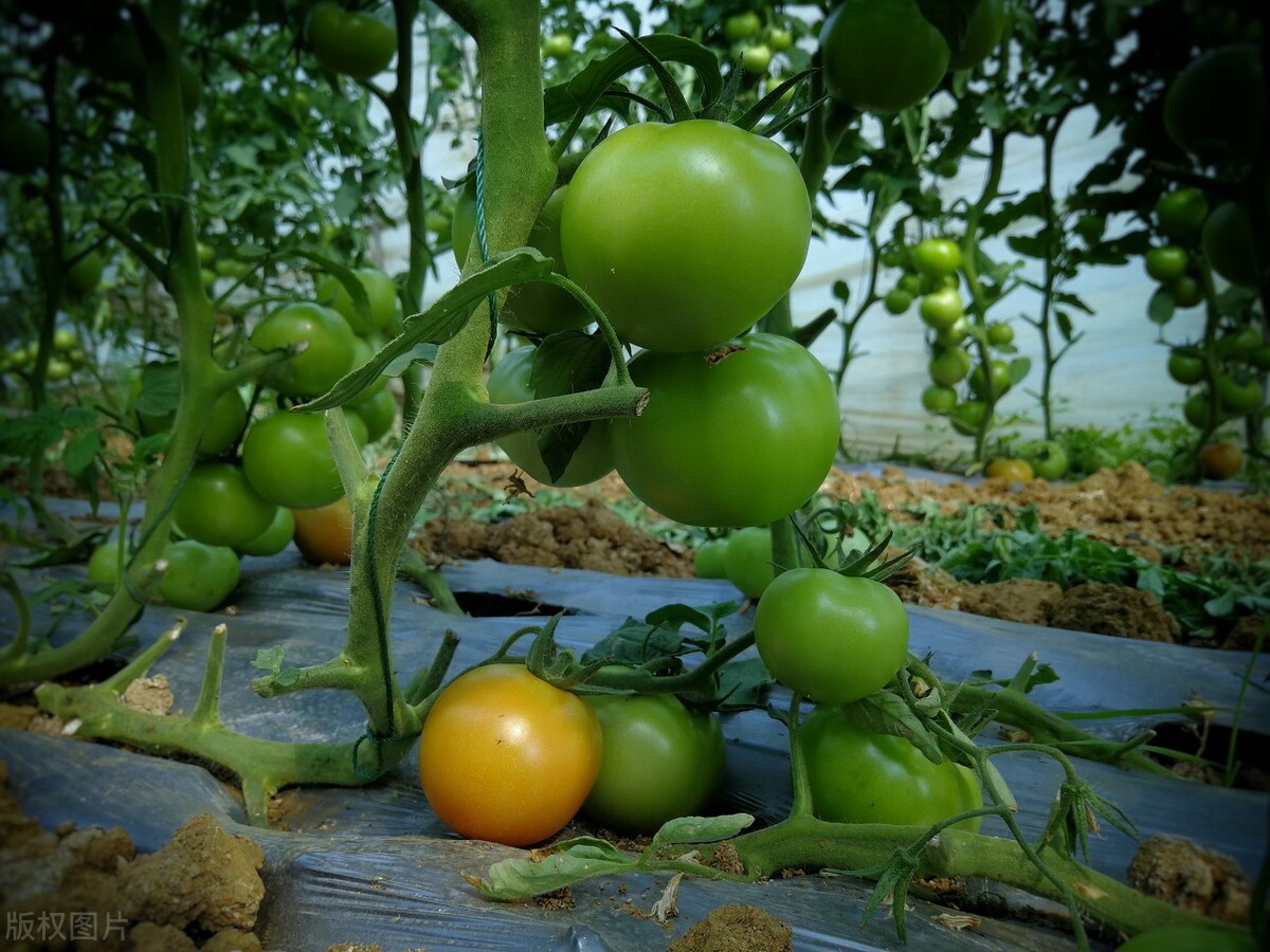 西红柿花脱落凸起是怎么回事,西红柿花谢了是咋回事