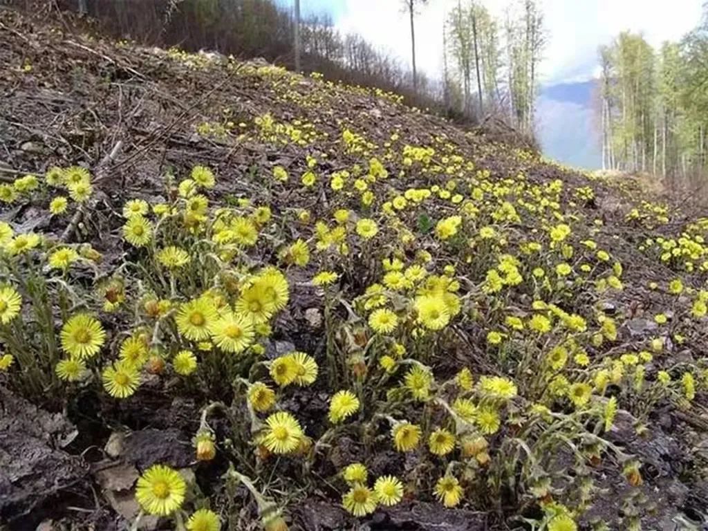 川贝蜜炼枇杷膏好喝吗,蜜炼川贝枇杷膏口感好