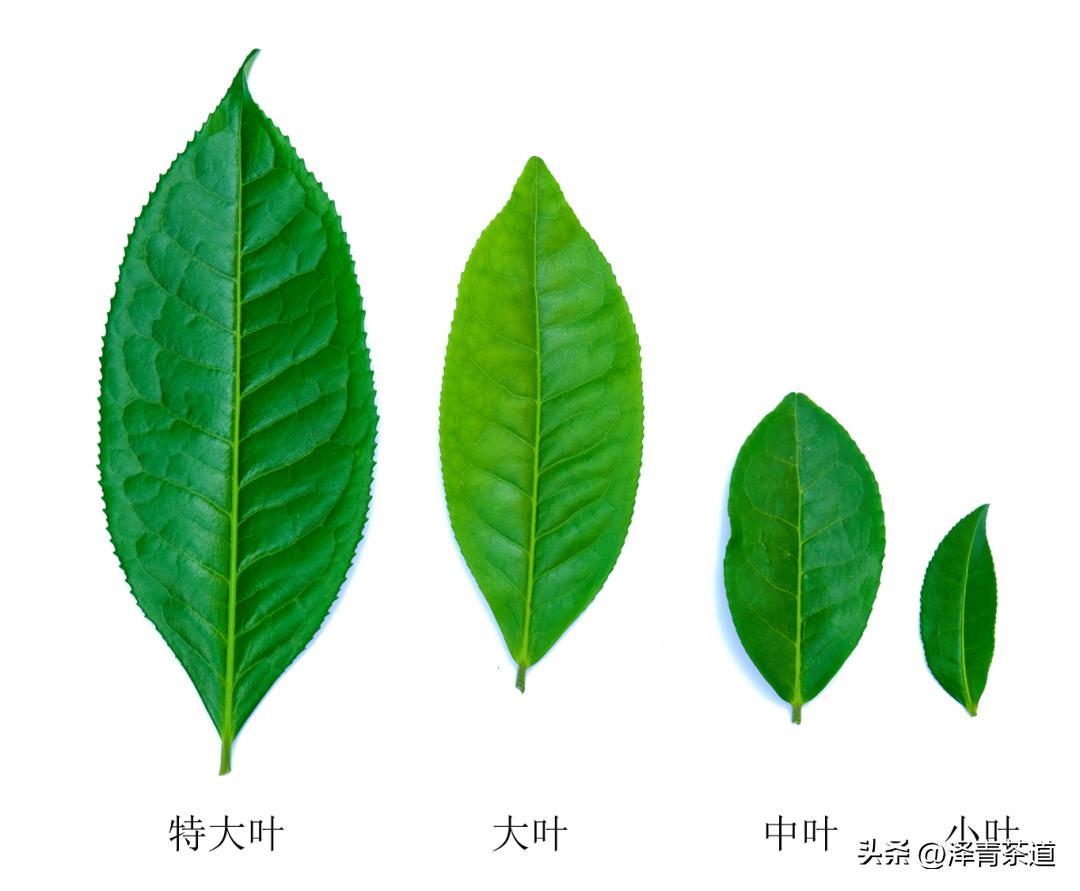 为什么茶树的南比北多,茶树生长的原因有哪些