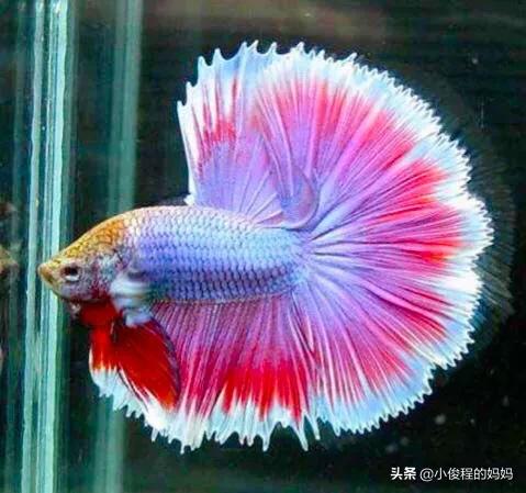 泰国斗鱼的图片大全集,泰国斗鱼公母混养