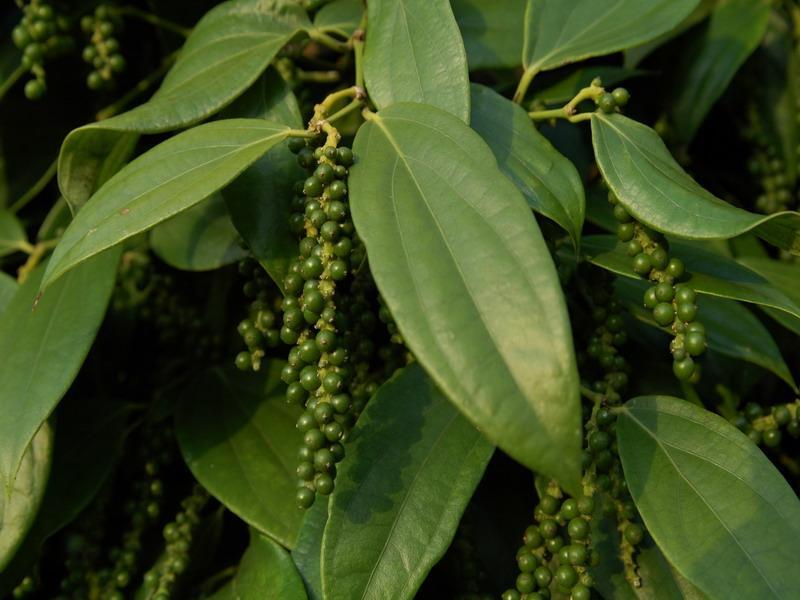 世界上有胡椒味的植物,胡椒是天然植物吗