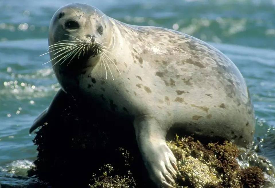 海狮和海豹海象有什么区别,如何区别海豹海象和鱼类