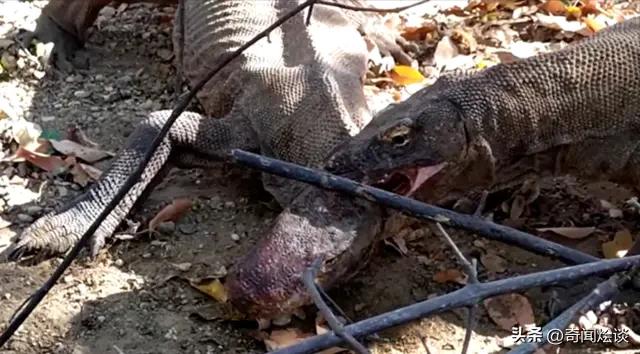 鬣狗捕食动物图片,鬣狗捕杀巨蟒