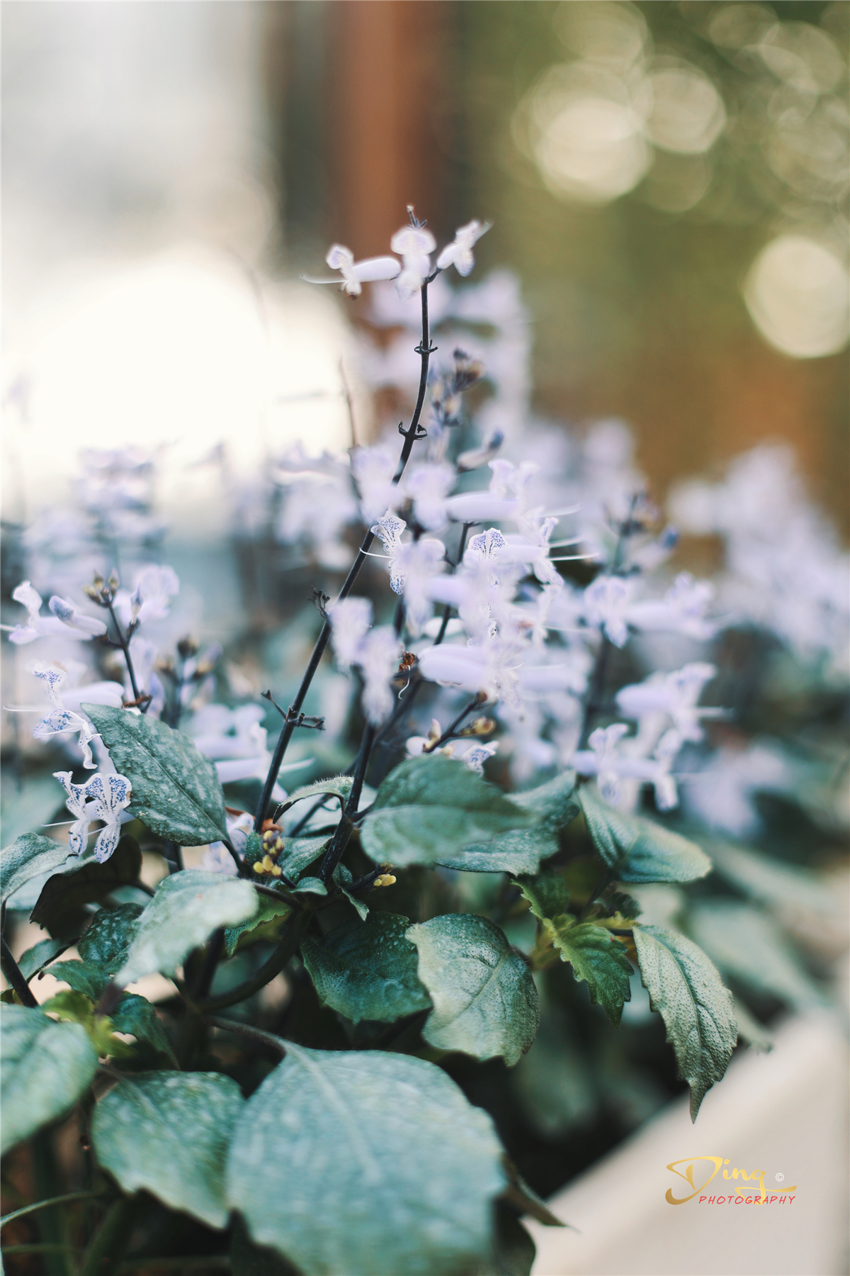 苏州东太湖游玩攻略,春节东太湖旅游攻略