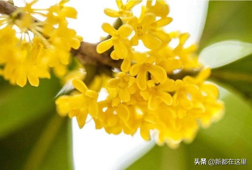 如果城市有颜色重庆,如果城市有颜色作文