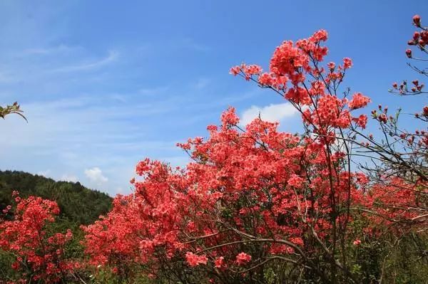 林中若有花，念的必是映山红