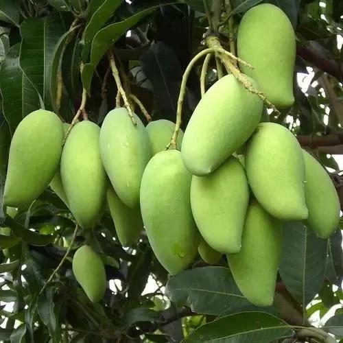 产量最高的四大水果,广东最大的水果产地是哪里