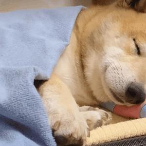 抖音黑人老嫂子搞笑表情包合集