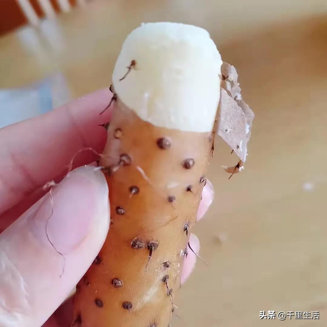 河北小白嘴山药多少钱一斤,新鲜品质正宗小白嘴山药