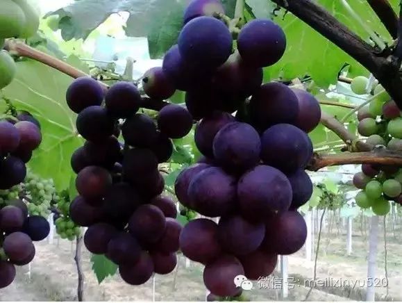 如果你要写新余，就不能只写新余