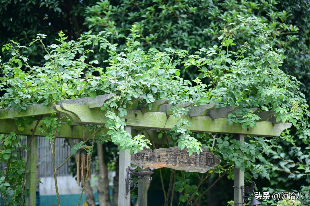 看到你的花园那么惨，我就安心了|园丁