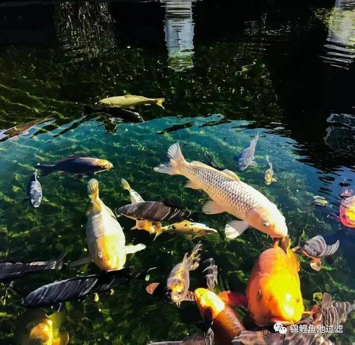 自己养的锦鲤长得慢,缸养锦鲤鱼为什么长得慢