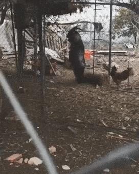 日本农场黑羊学人类行走真相,一个黑羊把母鸡引到房子里吃掉