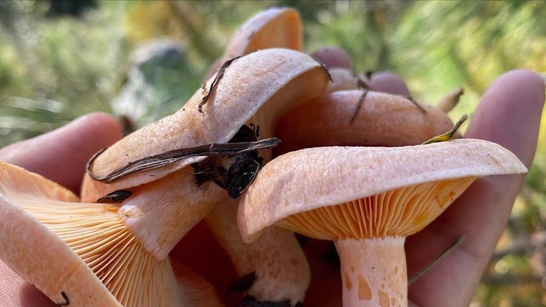 农村人搞副业赚钱，靠捡枞树菌一天赚1000元，赚的都是辛苦钱