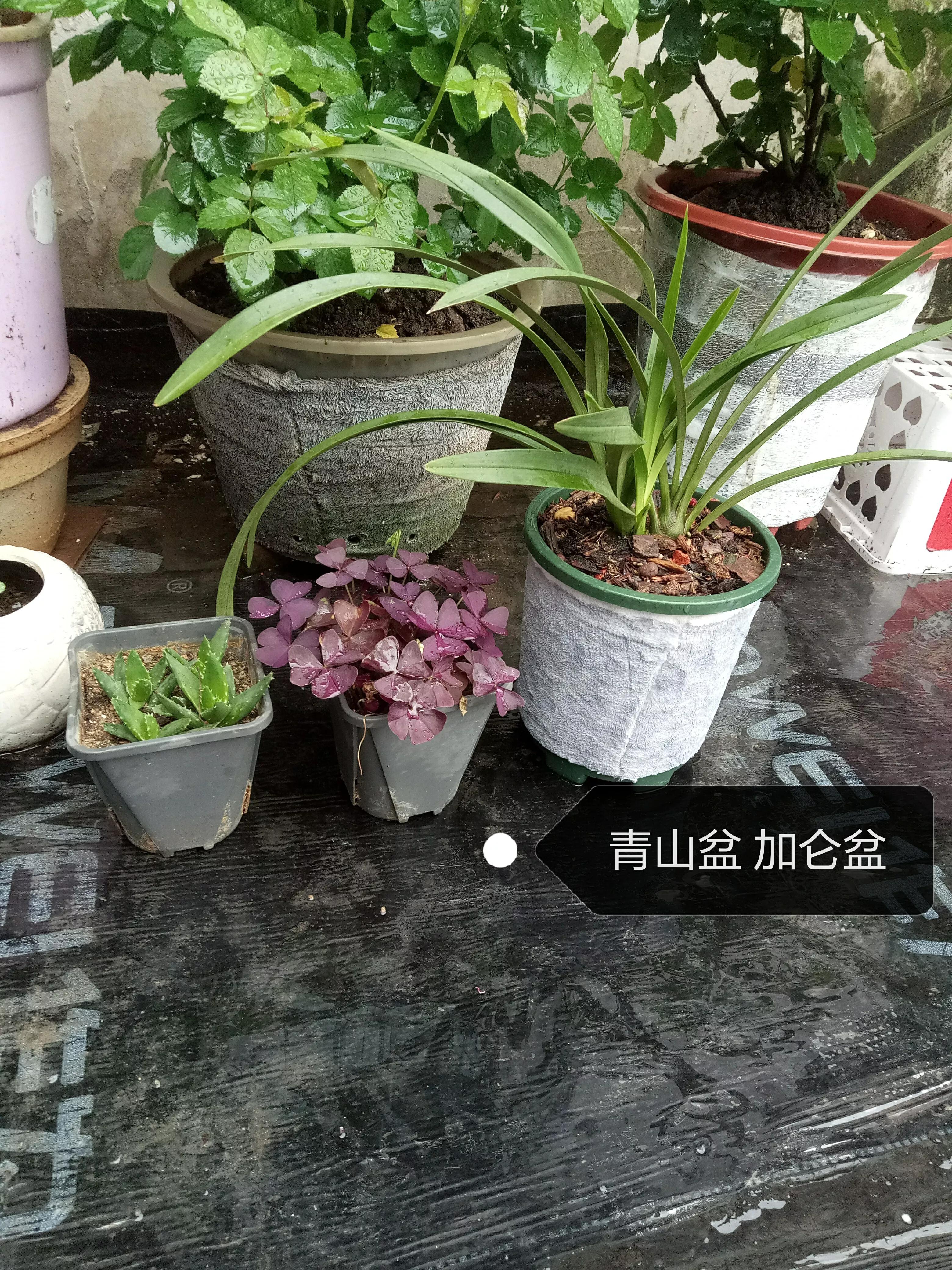 怎么选择合适尺寸的花盆,花盆各个部分讲解