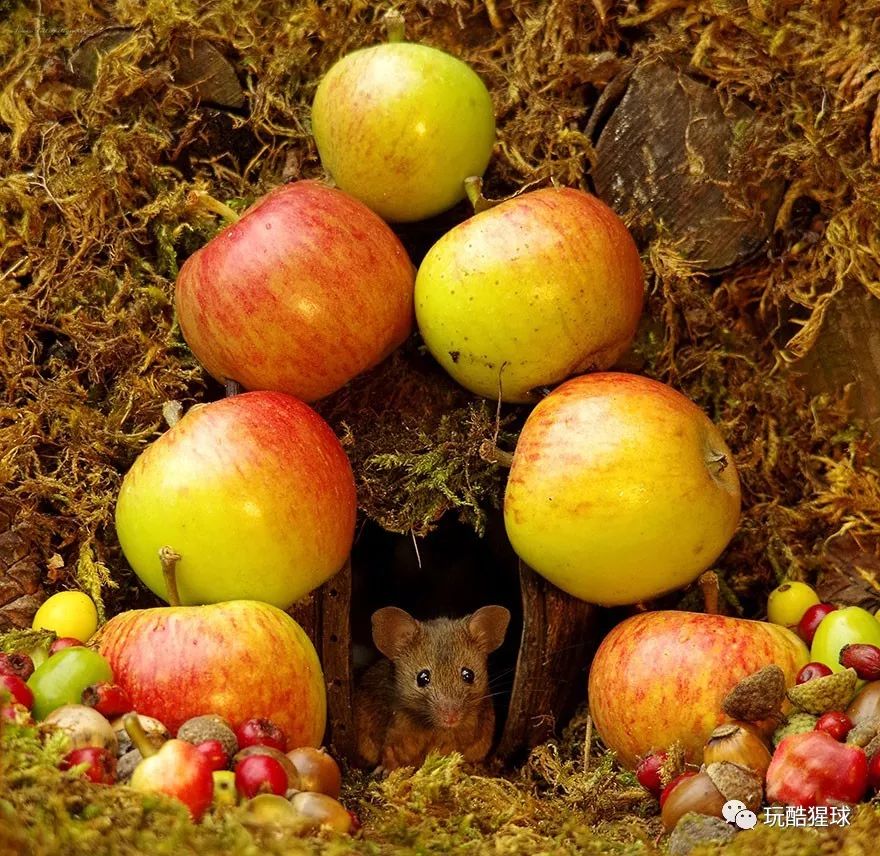 幸福的老鼠视频,幸福的老鼠原视频