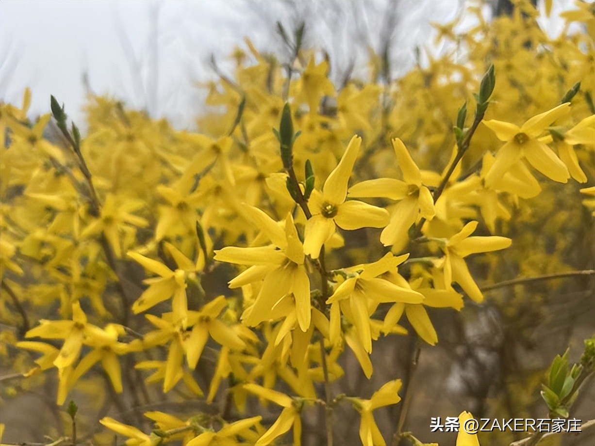 石家庄早新闻,早新闻完整内容