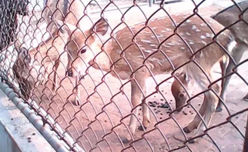 散养鸡网围栏厂家,散养鸡场网围栏价格