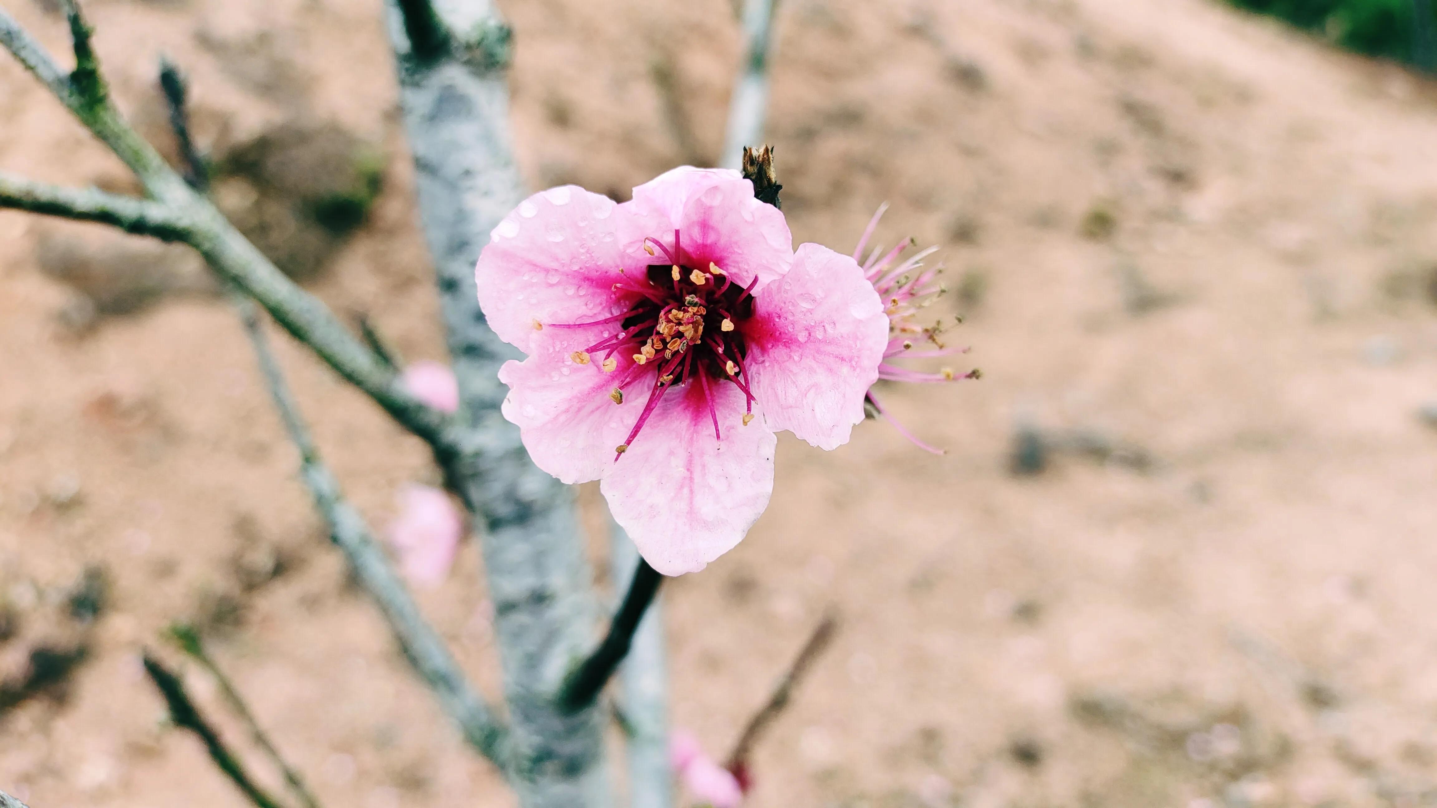 桃花古诗词歌曲,桃花古诗词最出名